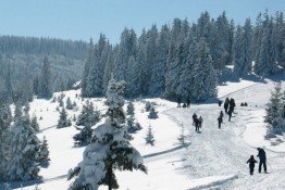 Koninki
